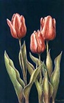 Tulips, N. Dansie  1997, watercolor, collection of Bill & Debbie Sporich