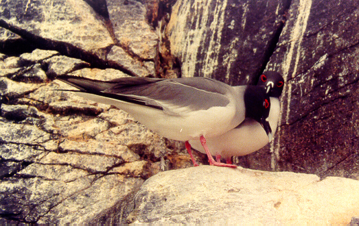 Swallow Tailed Gulls