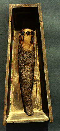 Falcon Mummy in Coffin