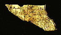 Arabic manuscript written on parchment.