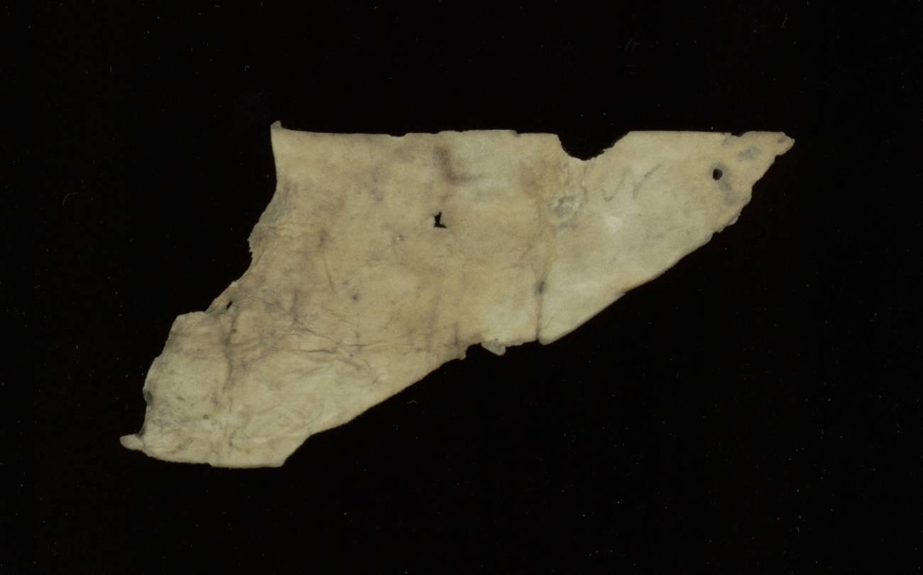 Arabic Parchment Fragment, Enlarged View - Verso