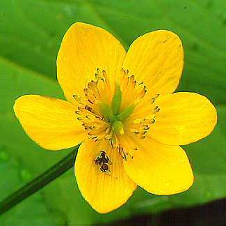 Marsh Marigold