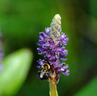 Pickerelweed