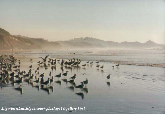 gulls & pelicans at Oregon coast