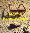 Catching   Bermuda Rays