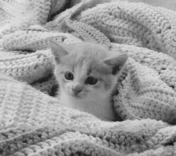 kitten in blanket