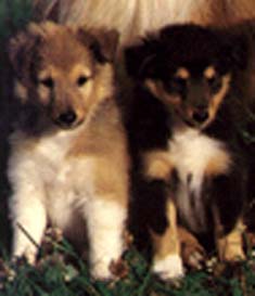 pair of collie pups