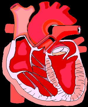 A view of the heart