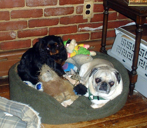 [Missy with Frodo the Pug, March 2002]