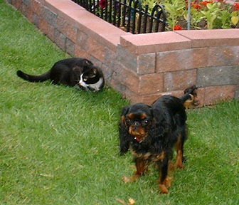 [Missy with Phoebe cat, June 2002]
