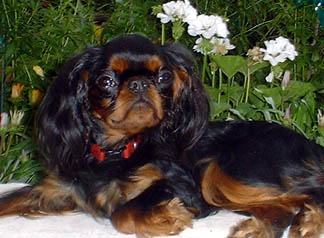 English toy spaniel, Banner at 10 months old, in the garden. Summer 2003