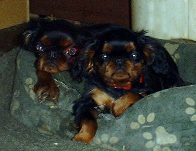 Missy and daughter Banner, relaxing
