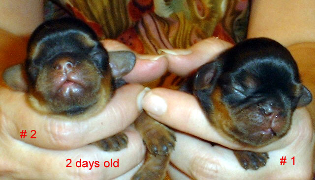both puppies at 2 days of age