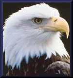 View The Bald Eagle WebRing HomePage