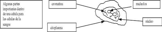 Algunas partes importantes de una clula en hematologa