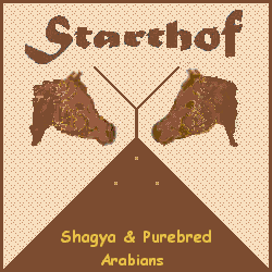 Shagya & Purebred Arabians Horses at Starthof