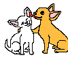 Chihuahuas licking ears