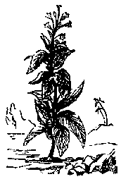 Planta del tabaco