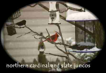 Cardinal-Junco