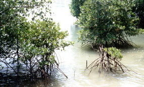 Kenali Hutan Paya Bakau